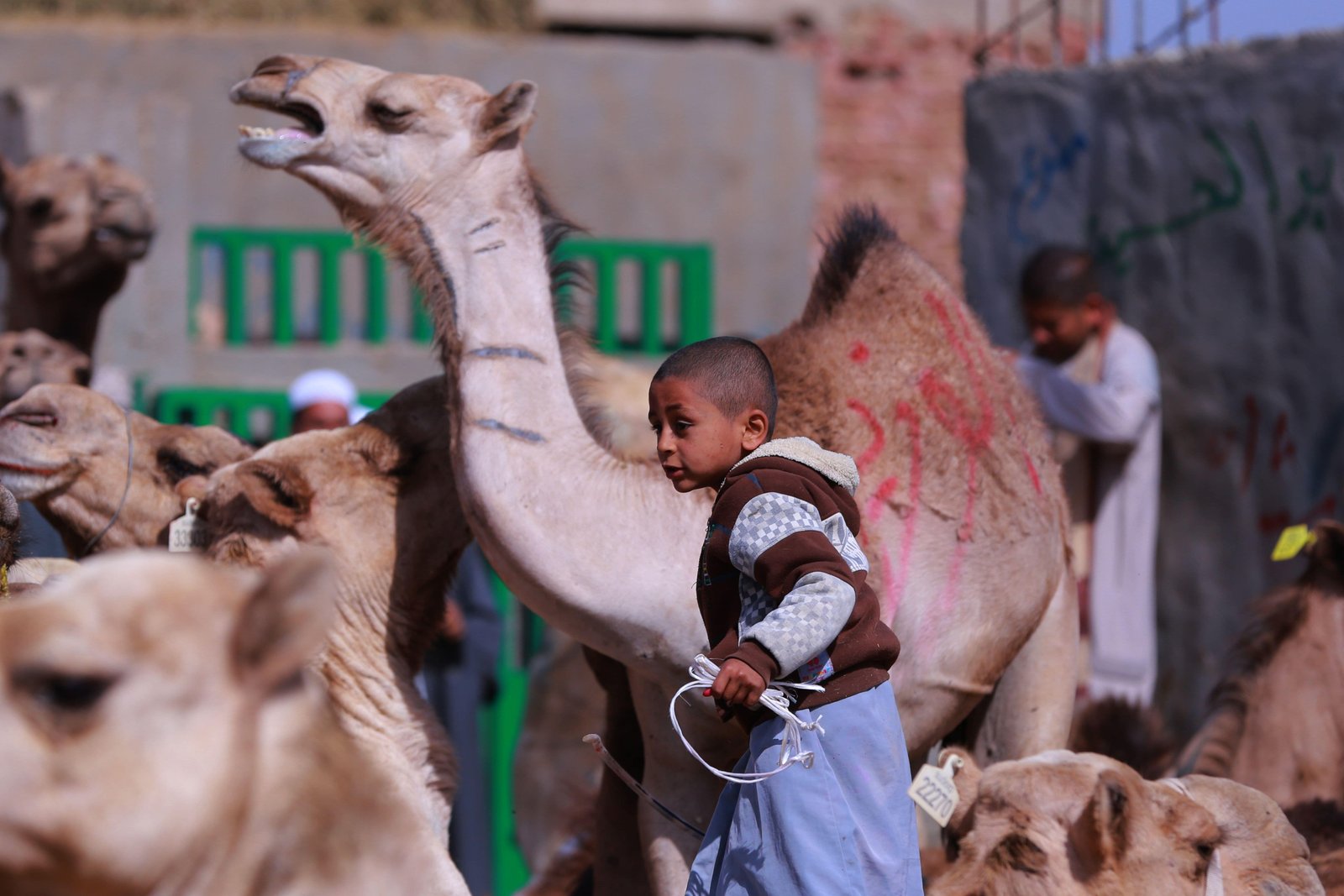القاهرة مصر