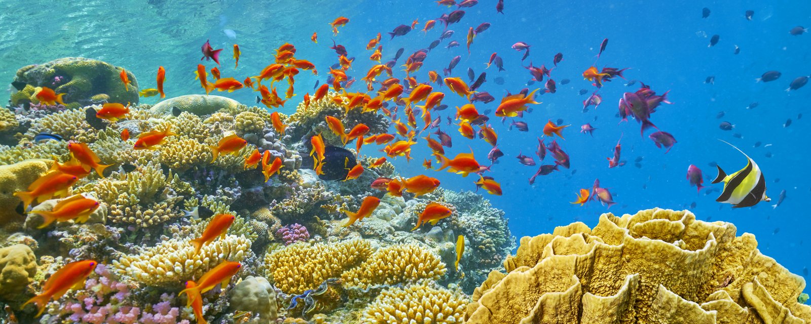 Sinai and Red Sea Egypt