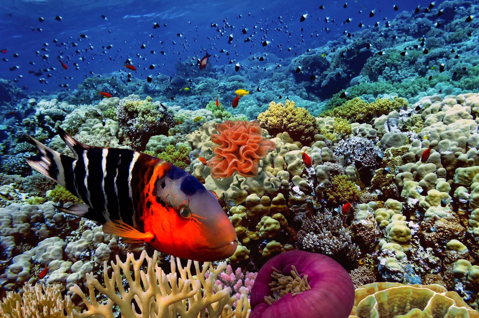 Sinai and Red Sea Egypt