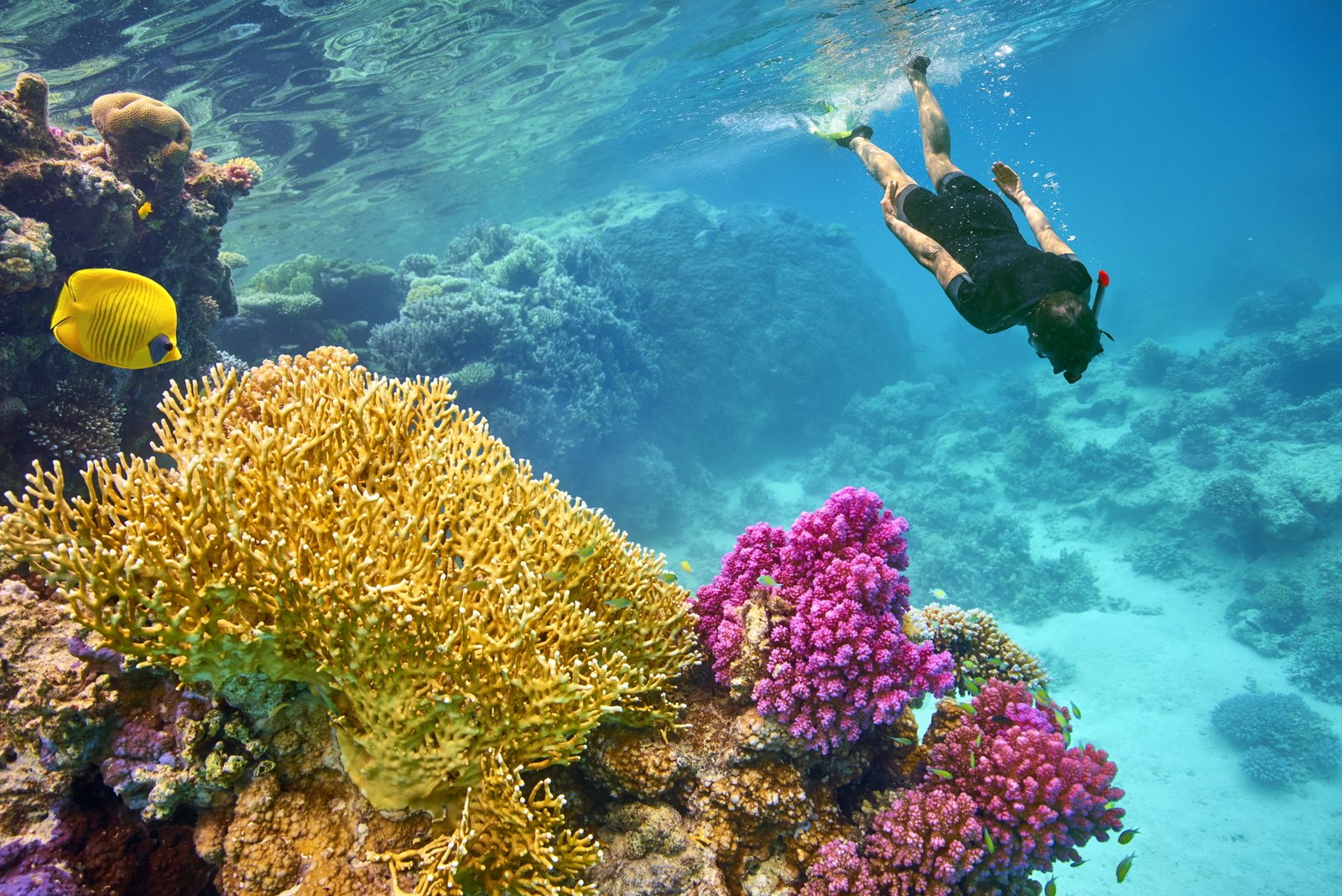 Sinai and Red Sea Egypt