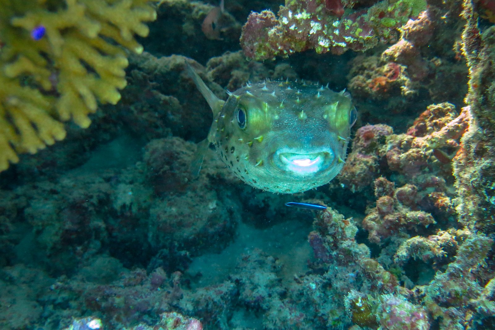 Sinai and Red Sea Egypt