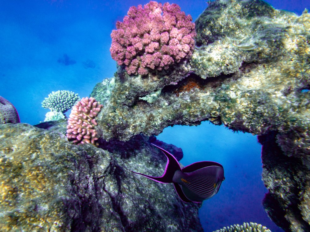 Sinai and Red Sea Egypt