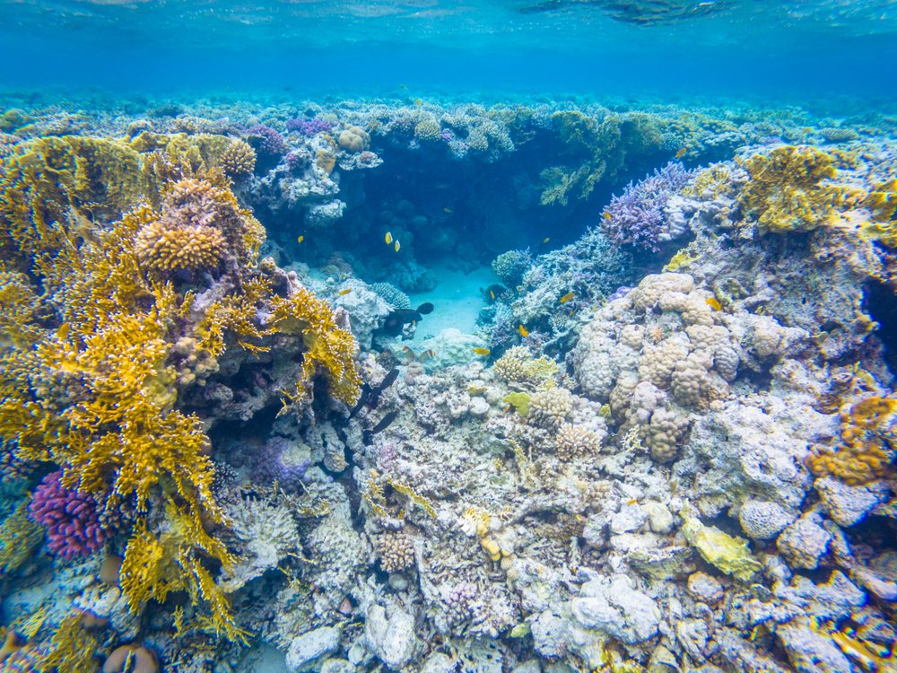 Sinai and Red Sea Egypt