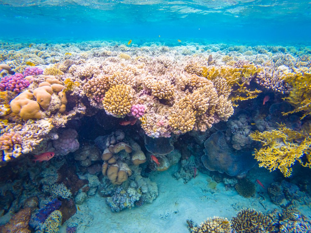 Sinai and Red Sea Egypt