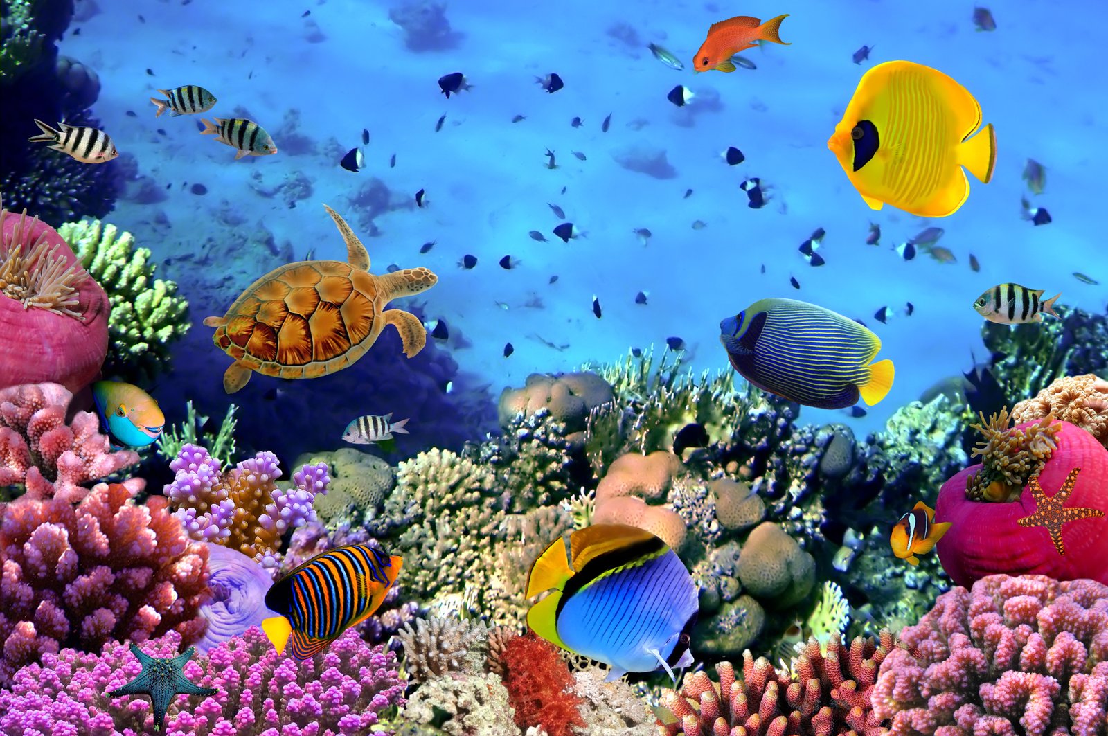Sinai and Red Sea Egypt