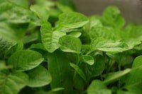 Fresh molokhia (jute mallow) leaves